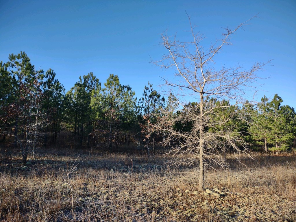 0 Sand Pit Road Mauk, GA 31058 - Photo 2 of 3 Gallery Image 2