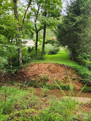 a view of a yard with plants and large trees