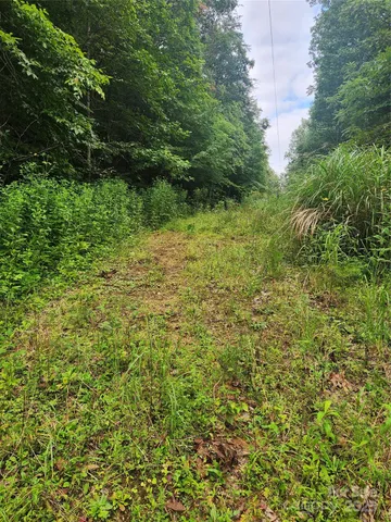 a view of a big yard with plants and large trees