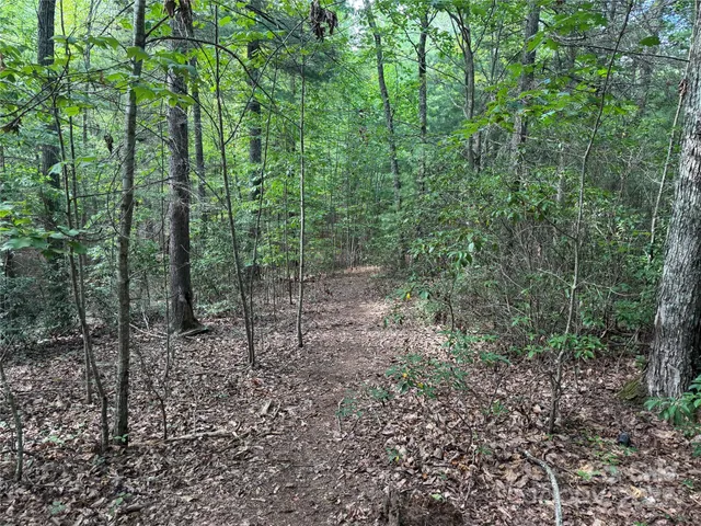 a view of a forest with trees