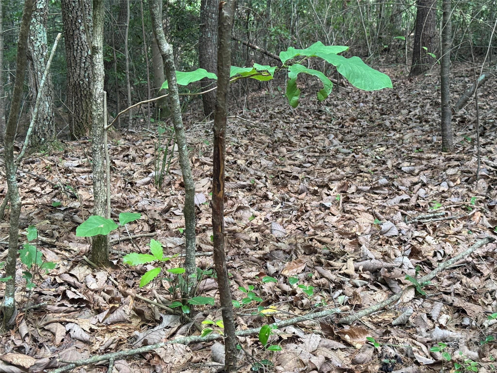 0 Rich Mountain Road Morganton, NC 28655 - Photo 13 of 33