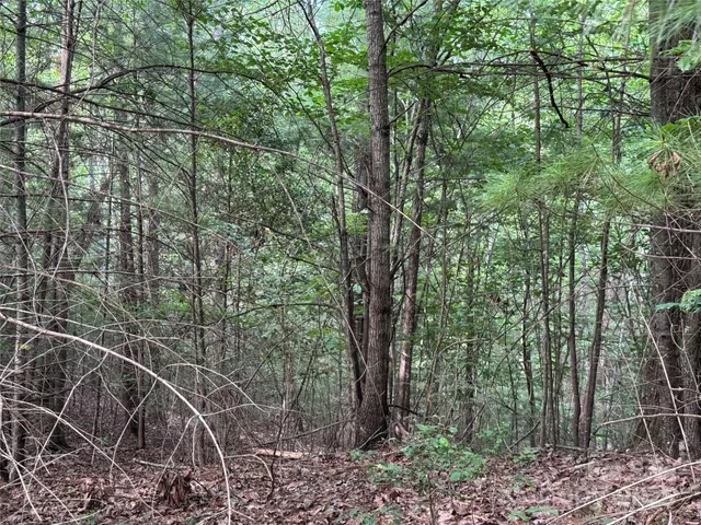 a view of a forest with trees