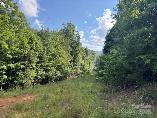 a view of a big yard with large trees and plants