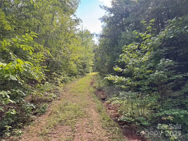 a view of a tree in a yard
