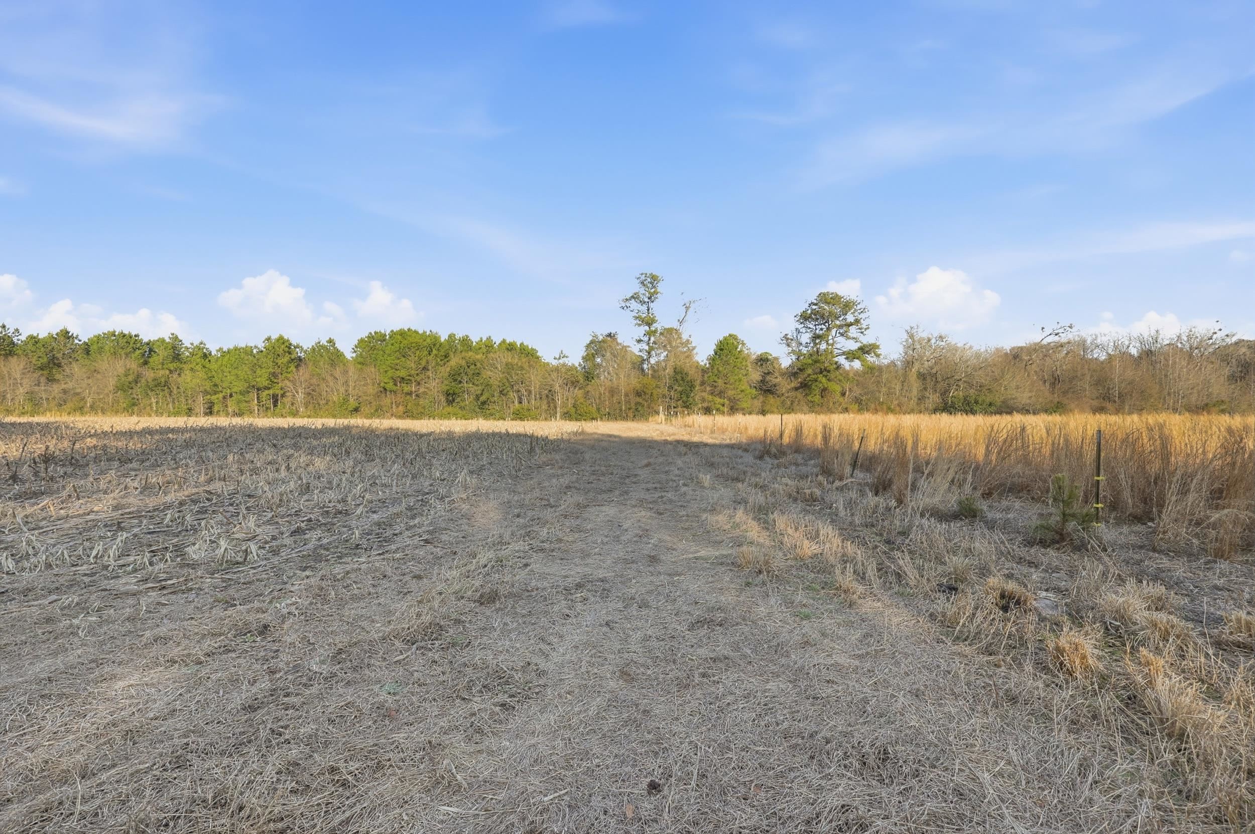 Tbd Tbd Black Creek Road Nichols, SC 29581 - Photo 12 of 19