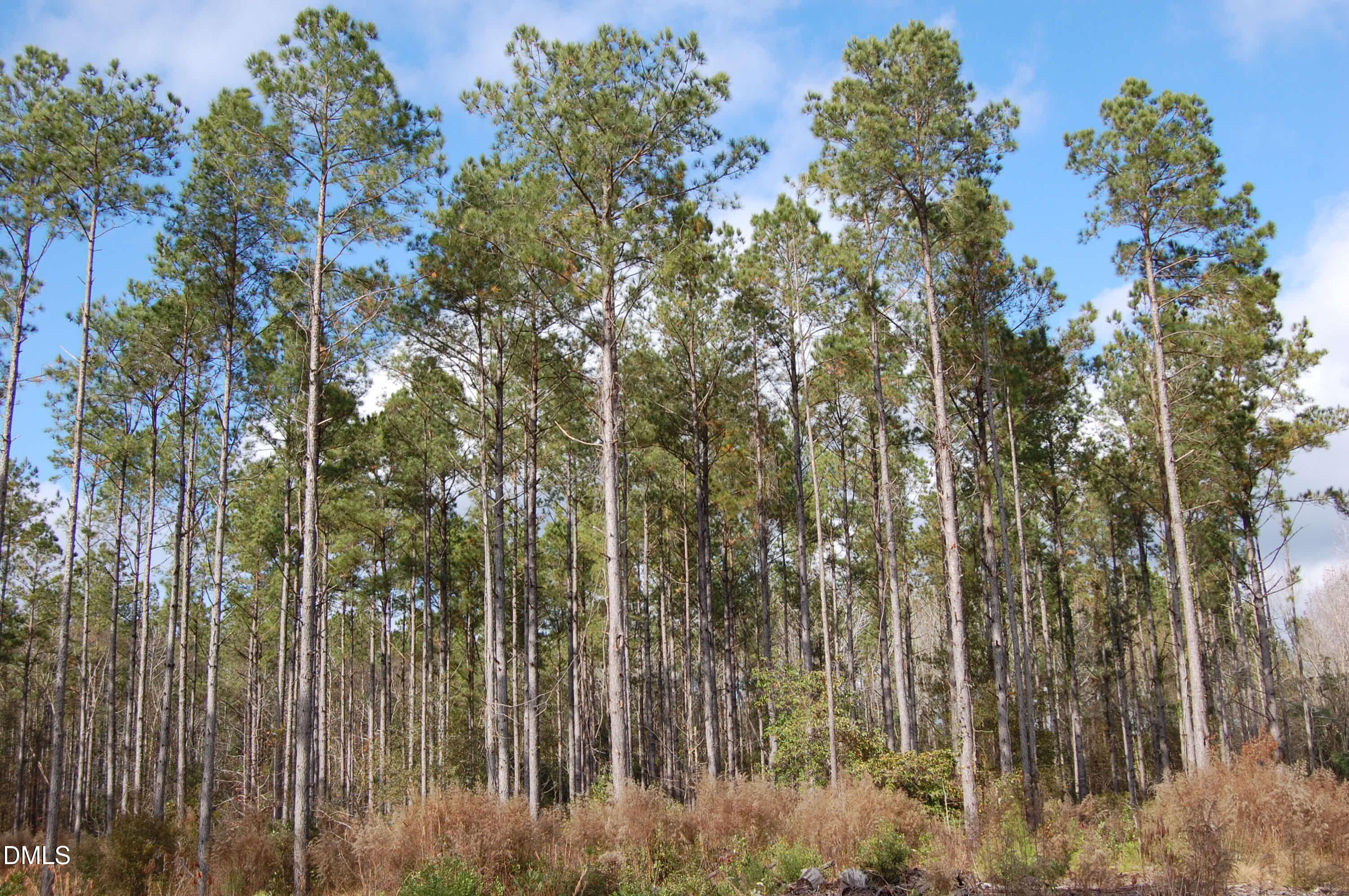 a view of a forest with lots of trees