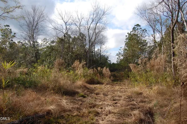 a view of a forest covered with trees