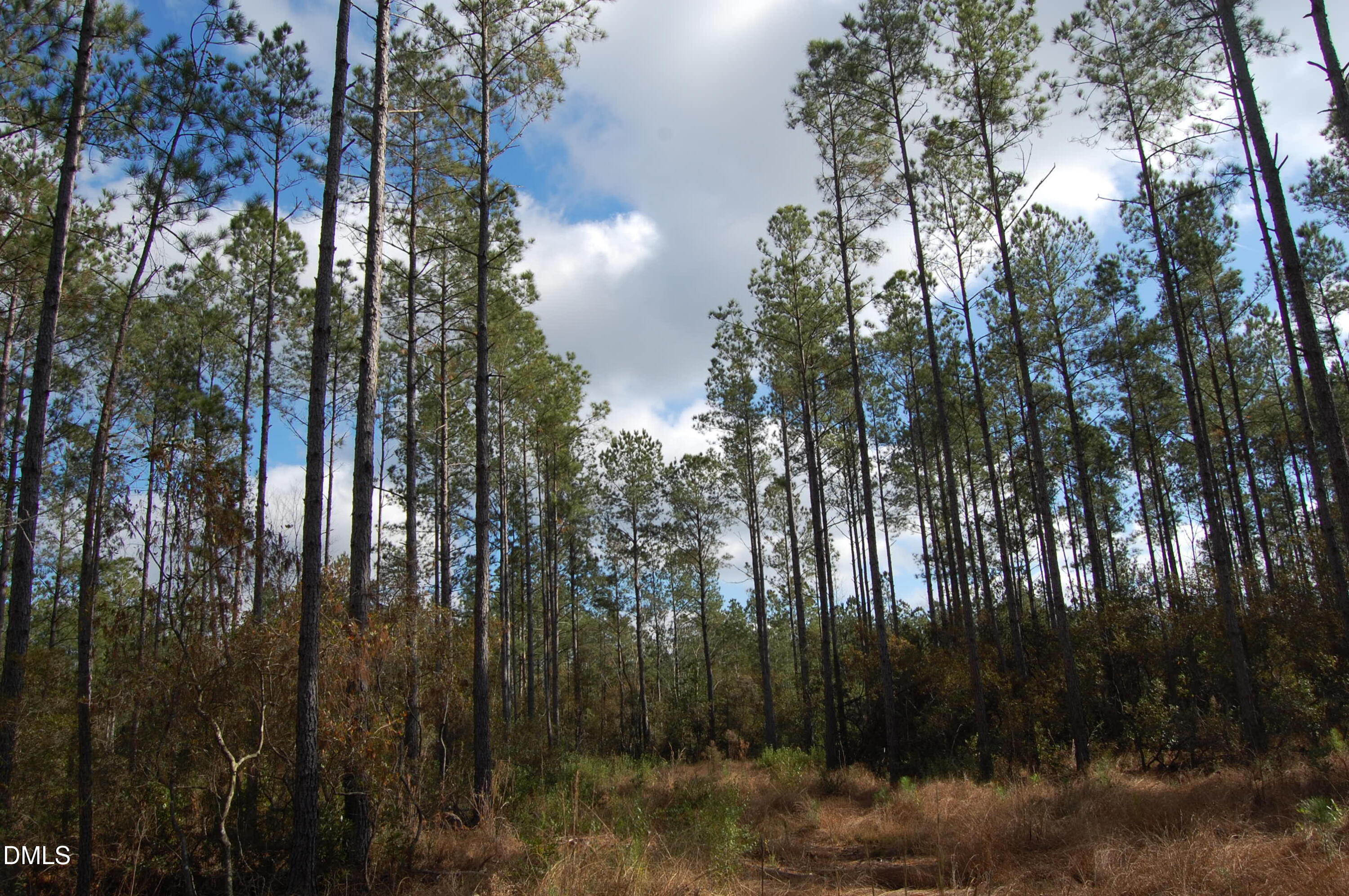 1 Kellyville Road Rocky Point, NC 28457 - Photo 15 of 21 a view of forest