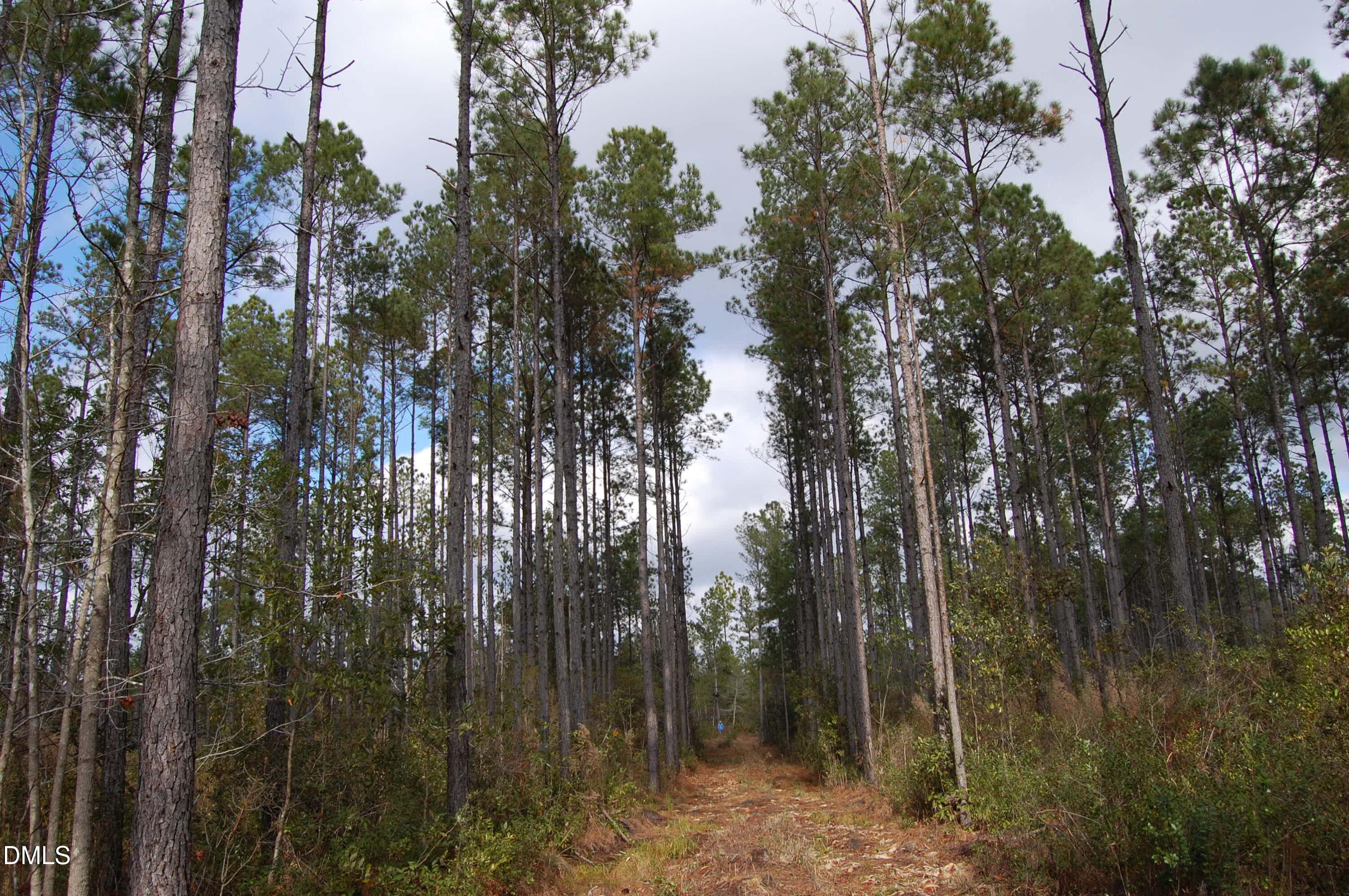 1 Kellyville Road Rocky Point, NC 28457 - Photo 17 of 21 a view of forest