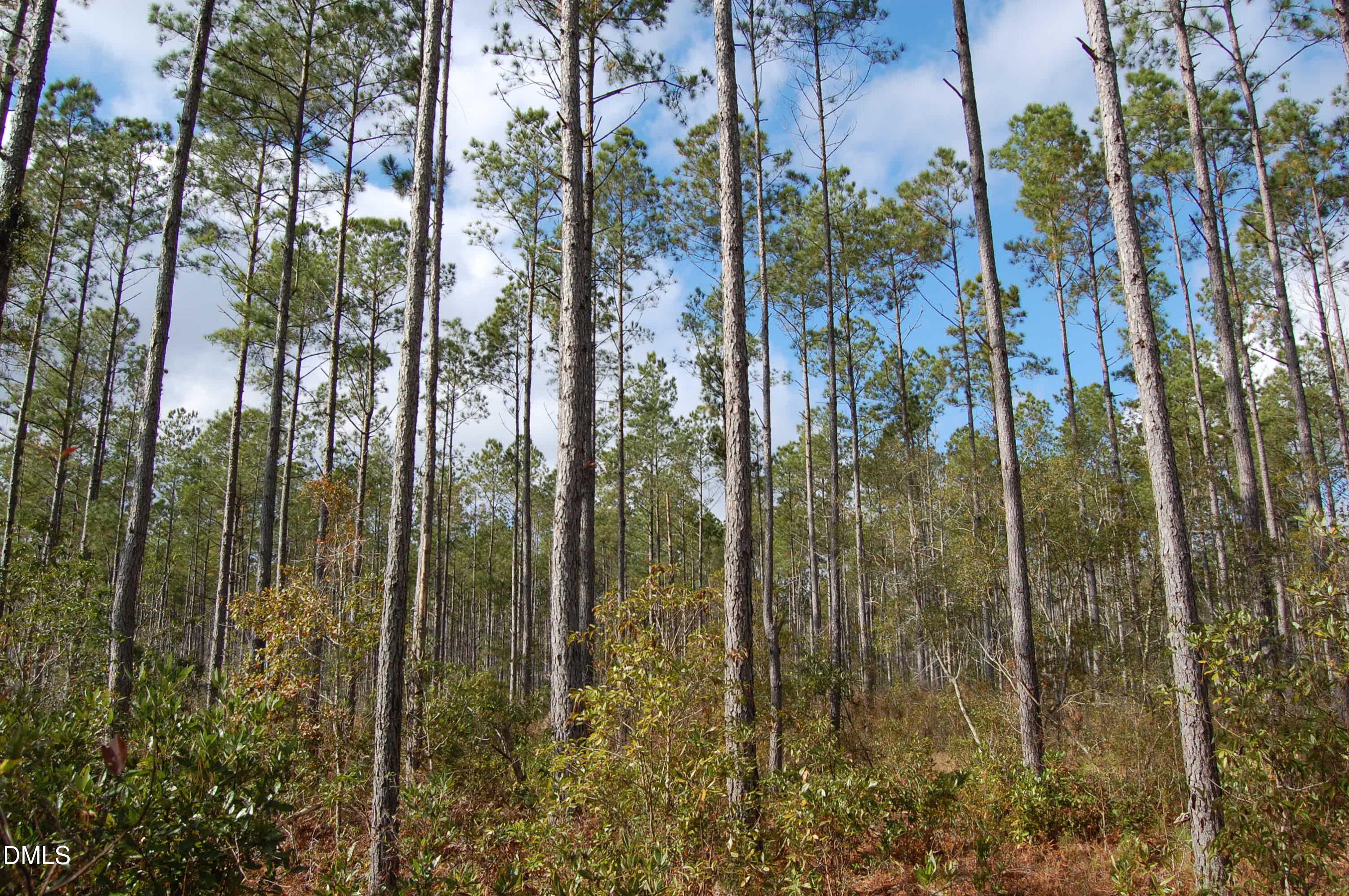 1 Kellyville Road Rocky Point, NC 28457 - Photo 4 of 21 a view of a forest