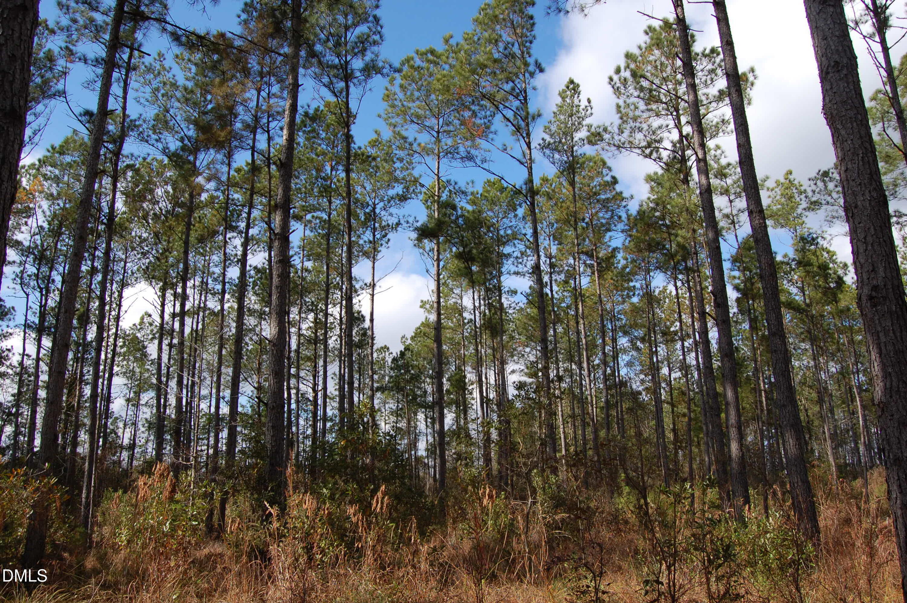 1 Kellyville Road Rocky Point, NC 28457 - Photo 10 of 21 a view of forest