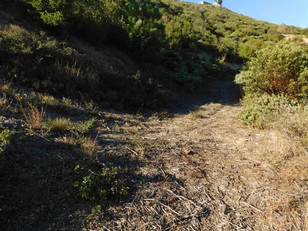 a view of a forest with trees in the background