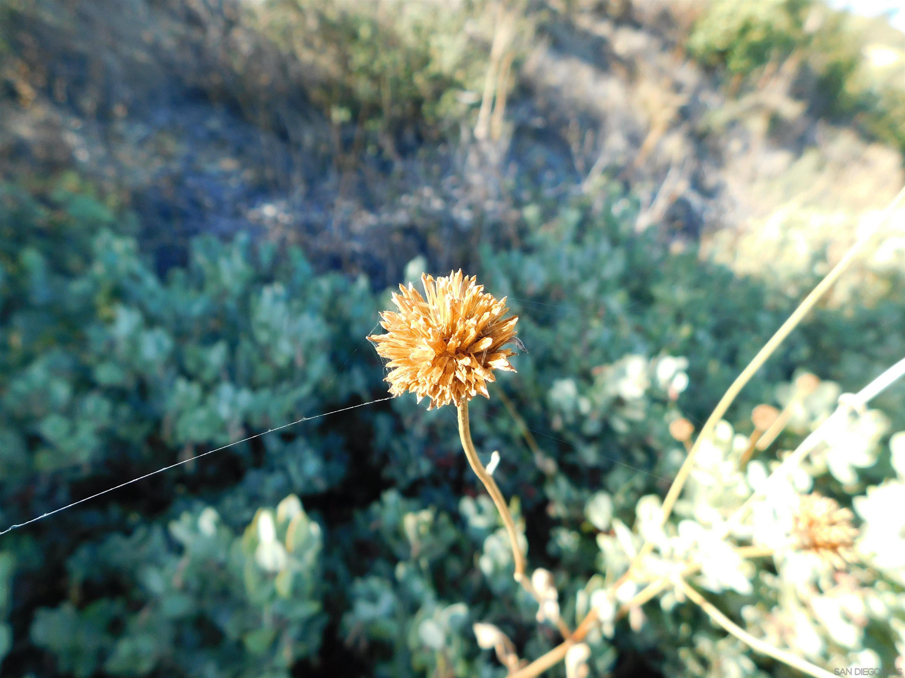 1 Mountain View Drive Julian, CA 92036 - Photo 13 of 18