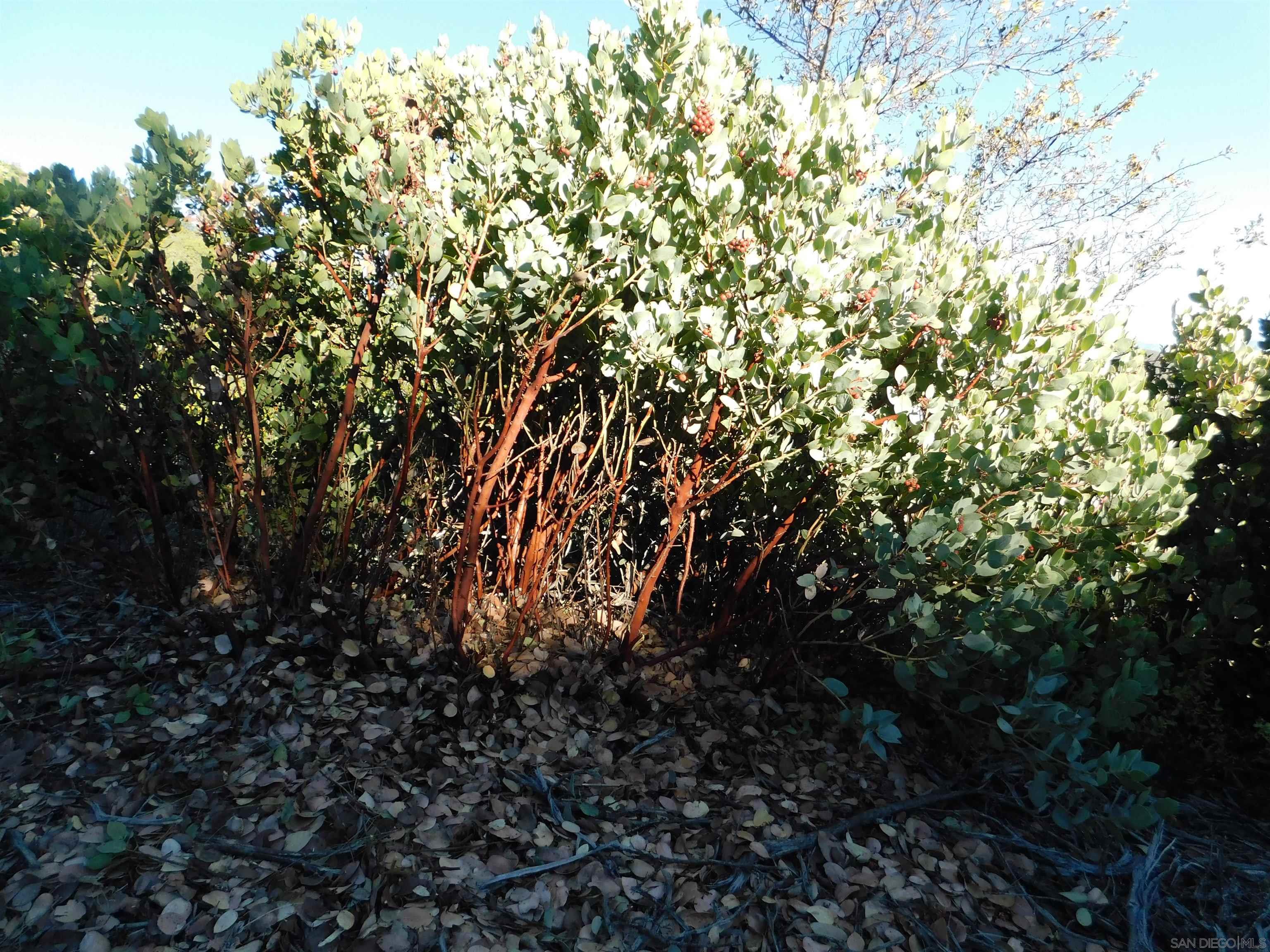 1 Mountain View Drive Julian, CA 92036 - Photo 14 of 18 a view of tree