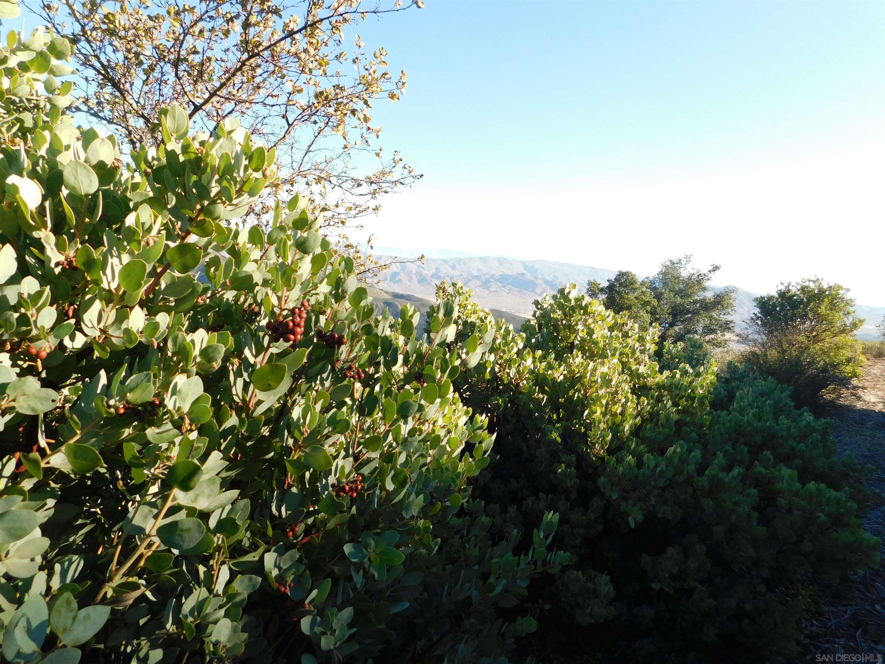 1 Mountain View Drive Julian, CA 92036 - Photo 17 of 18 a view of a yard with a tree