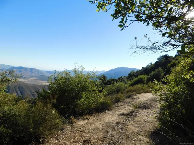 a view of a tree in a field