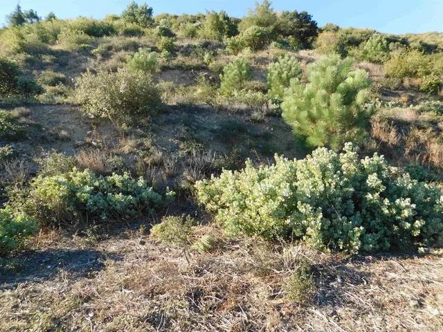a view of a forest with a tree
