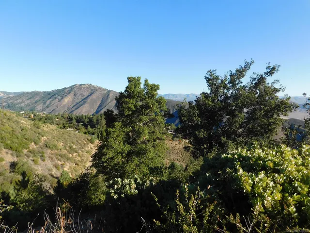 a view of a bunch of plants and trees