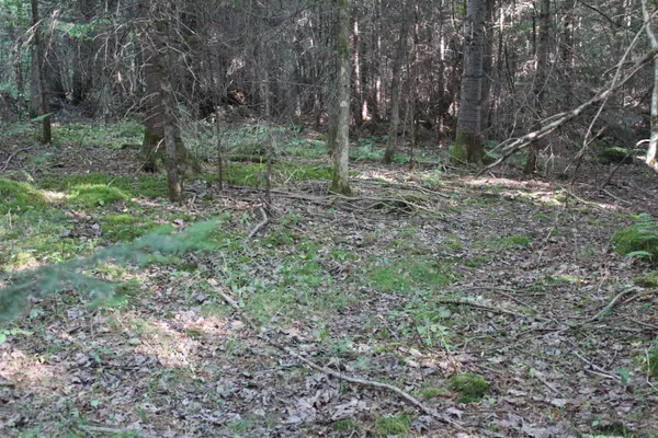 $85,000 | 0 Miles Pond Road, North Concord, VT 05858