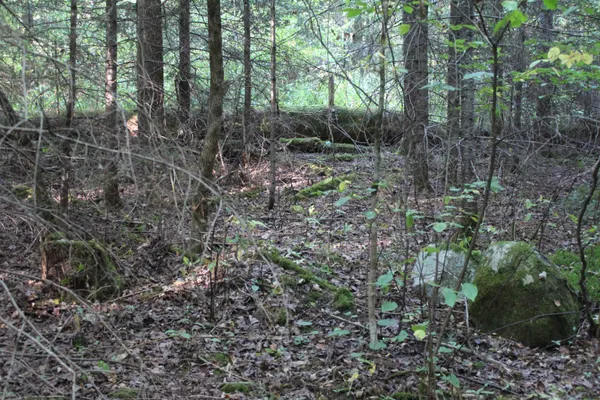 $85,000 | 0 Miles Pond Road, North Concord, VT 05858