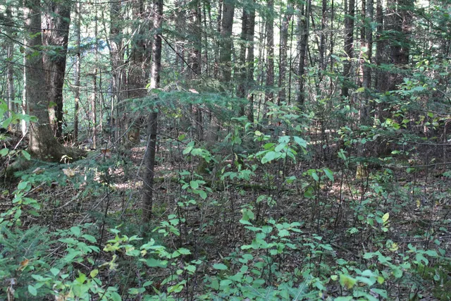 $85,000 | 0 Miles Pond Road, North Concord, VT 05858