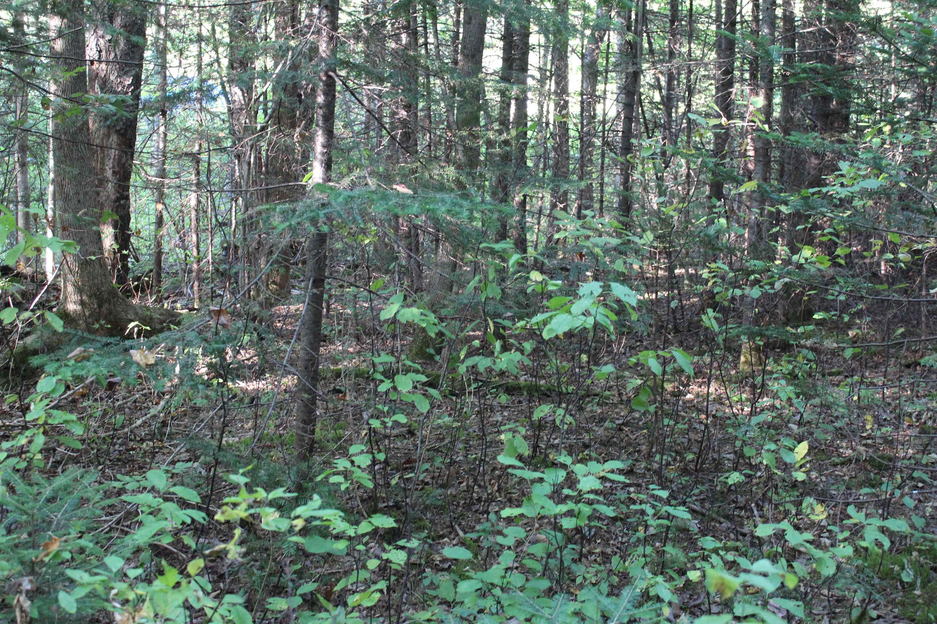 0 Miles Pond Road North Concord, VT 05858 - Photo 6 of 18