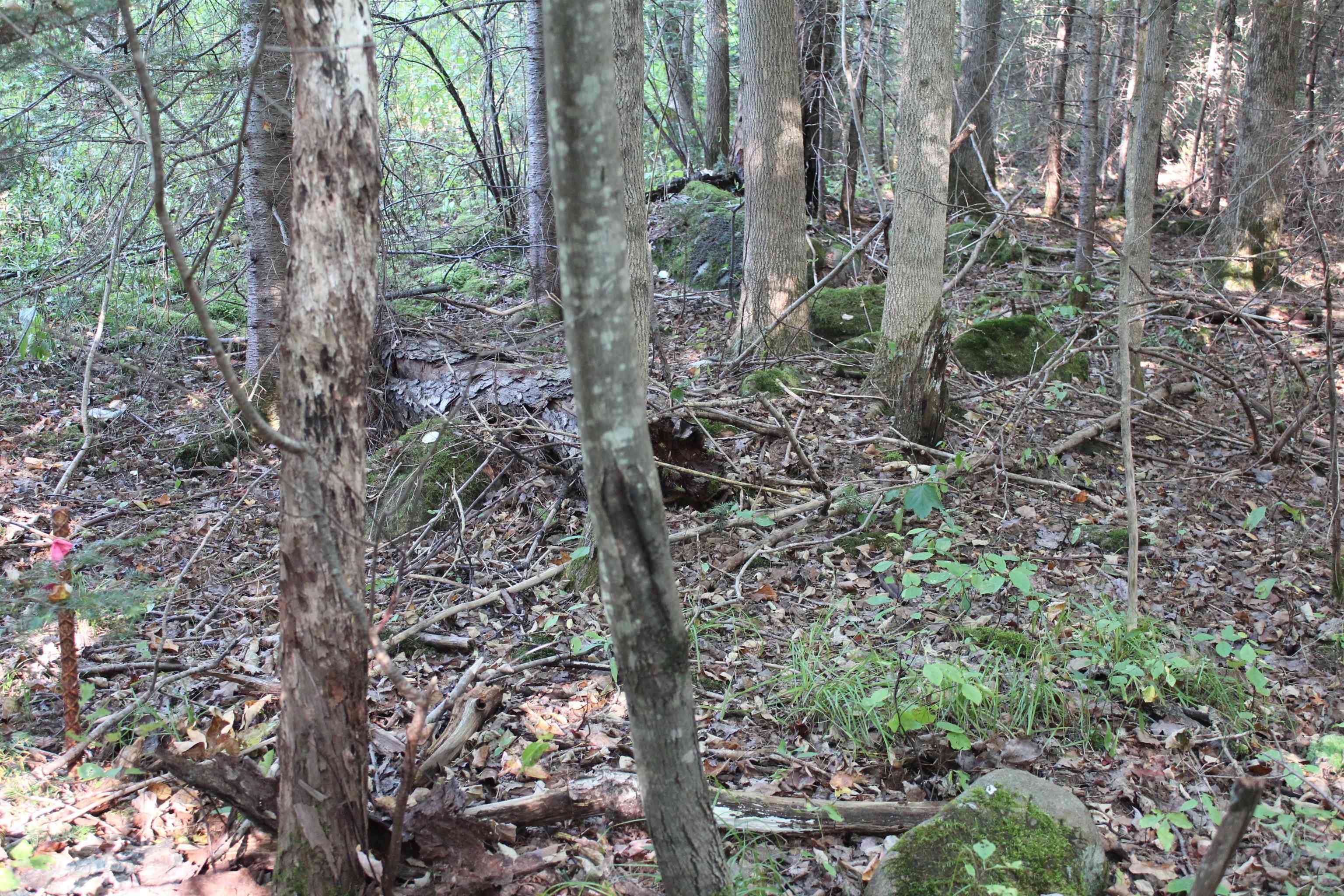 0 Miles Pond Road North Concord, VT 05858 - Photo 7 of 18