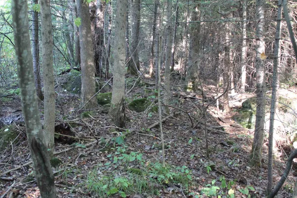 $85,000 | 0 Miles Pond Road, North Concord, VT 05858