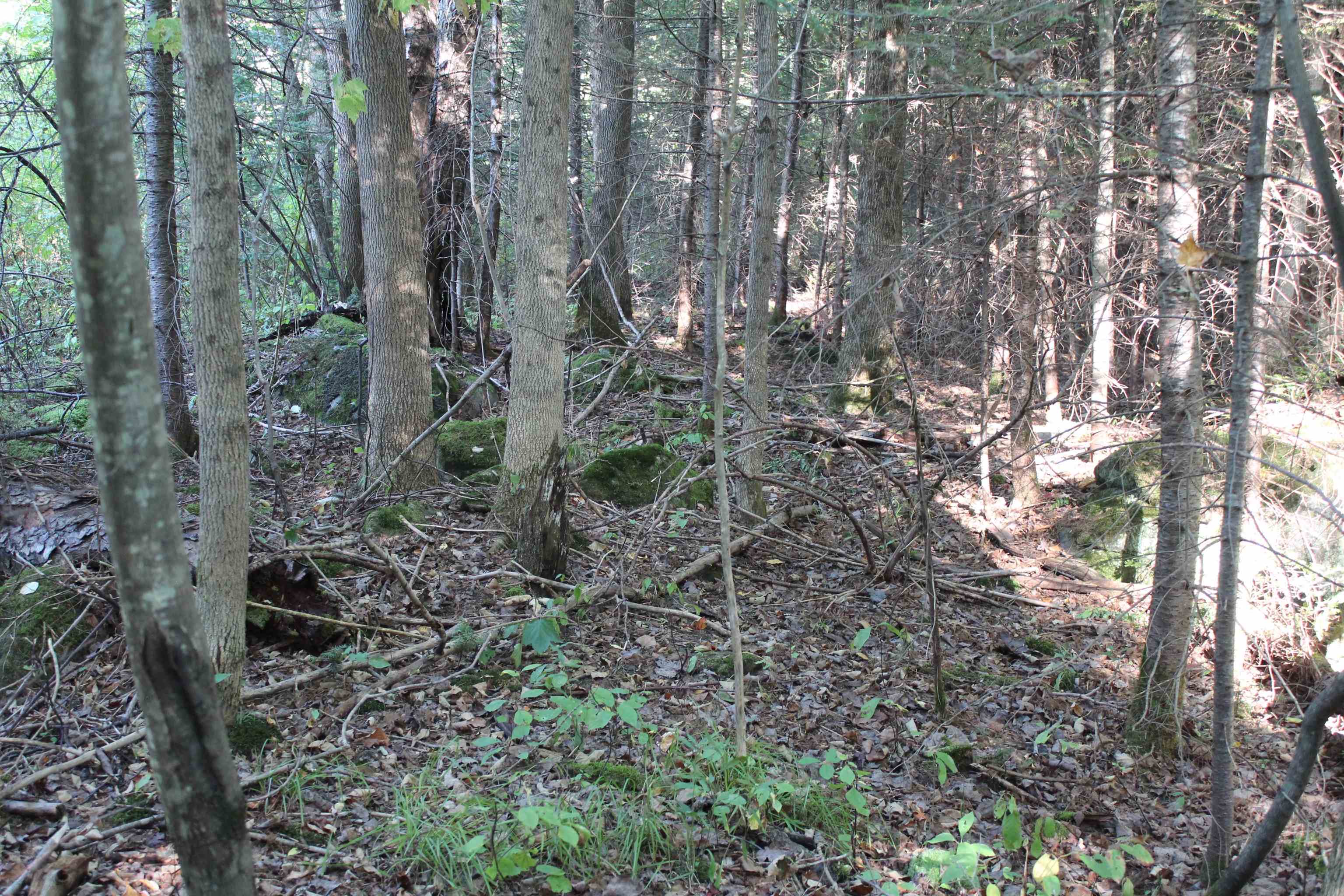 0 Miles Pond Road North Concord, VT 05858 - Photo 8 of 18