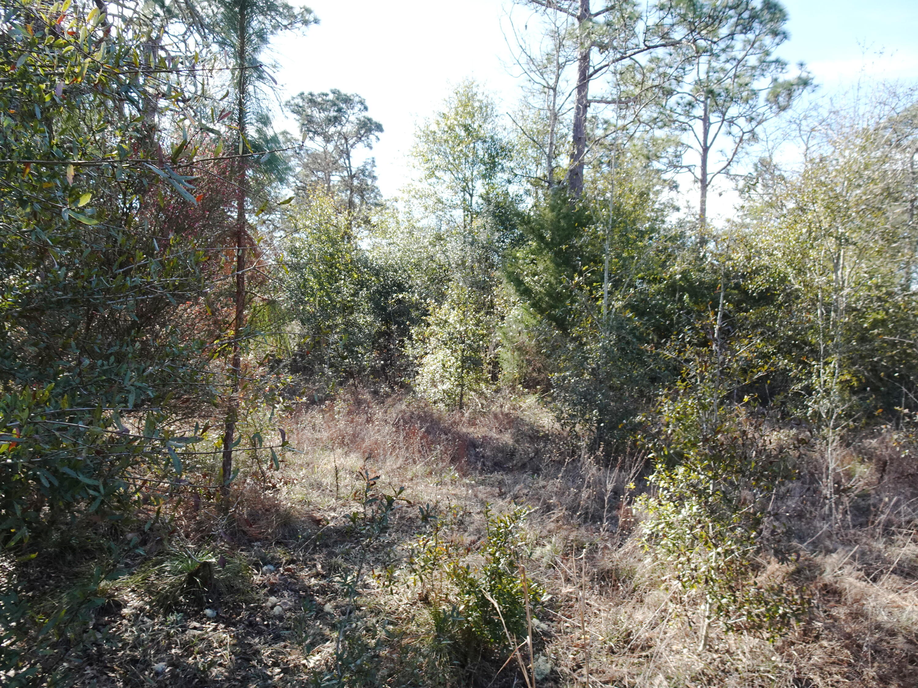 3868 King Lake Road DeFuniak Springs, FL 32433 - Photo 4 of 9 a view of a forest with lots of trees