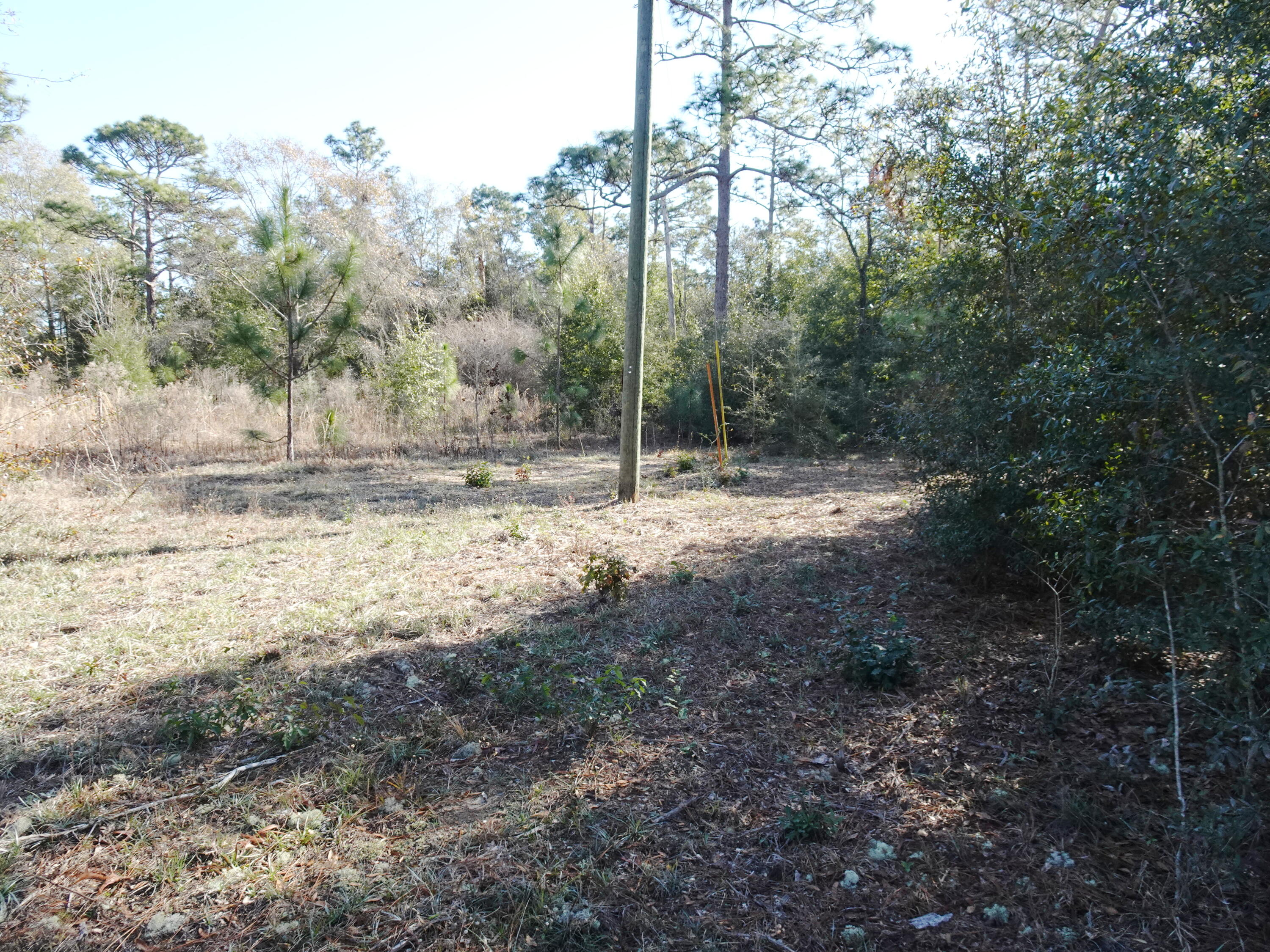 3868 King Lake Road DeFuniak Springs, FL 32433 - Photo 5 of 9 a view of dirt yard with a large tree