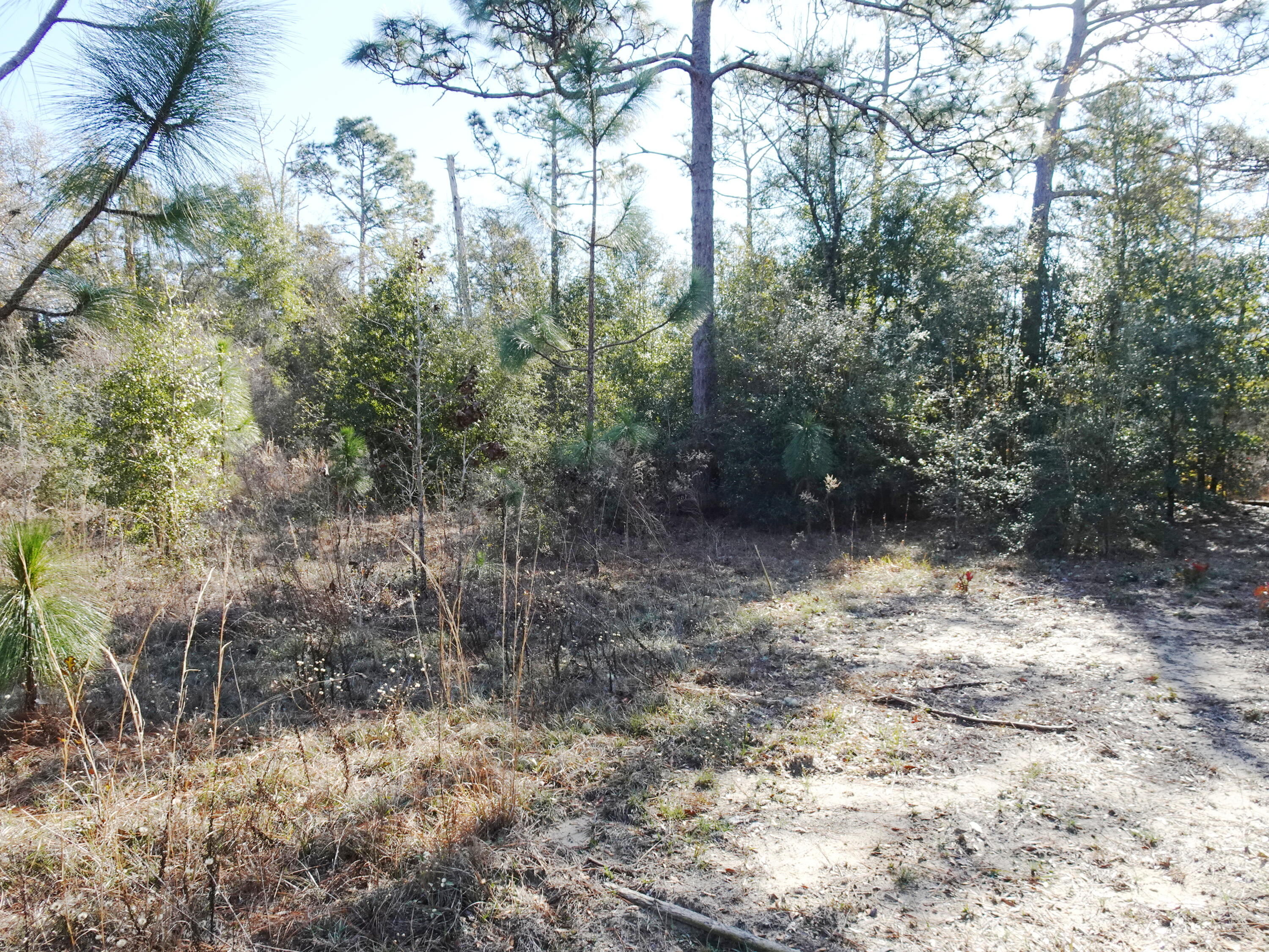 3868 King Lake Road DeFuniak Springs, FL 32433 - Photo 6 of 9 a view of a forest with trees