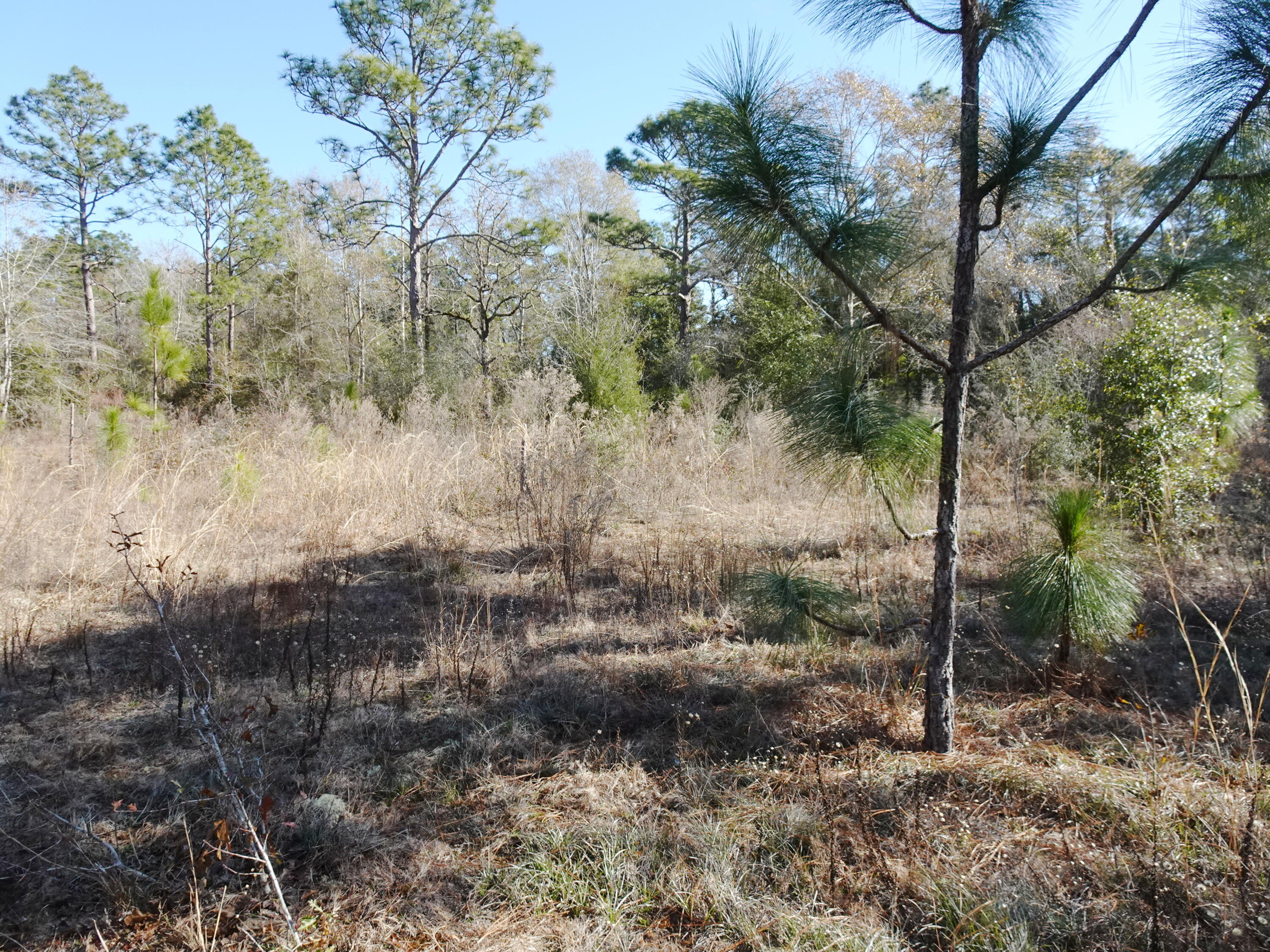 3868 King Lake Road DeFuniak Springs, FL 32433 - Photo 7 of 9 a view of a yard with large trees