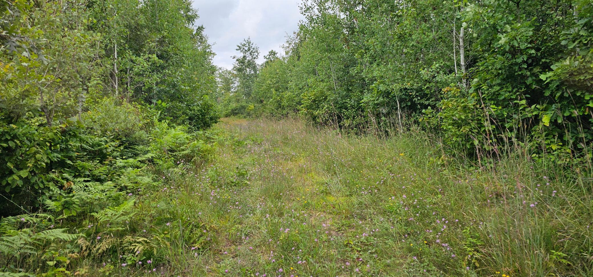 Tbd Sunnyside Road Southeast Bemidji, MN 56601 - Photo 5 of 6