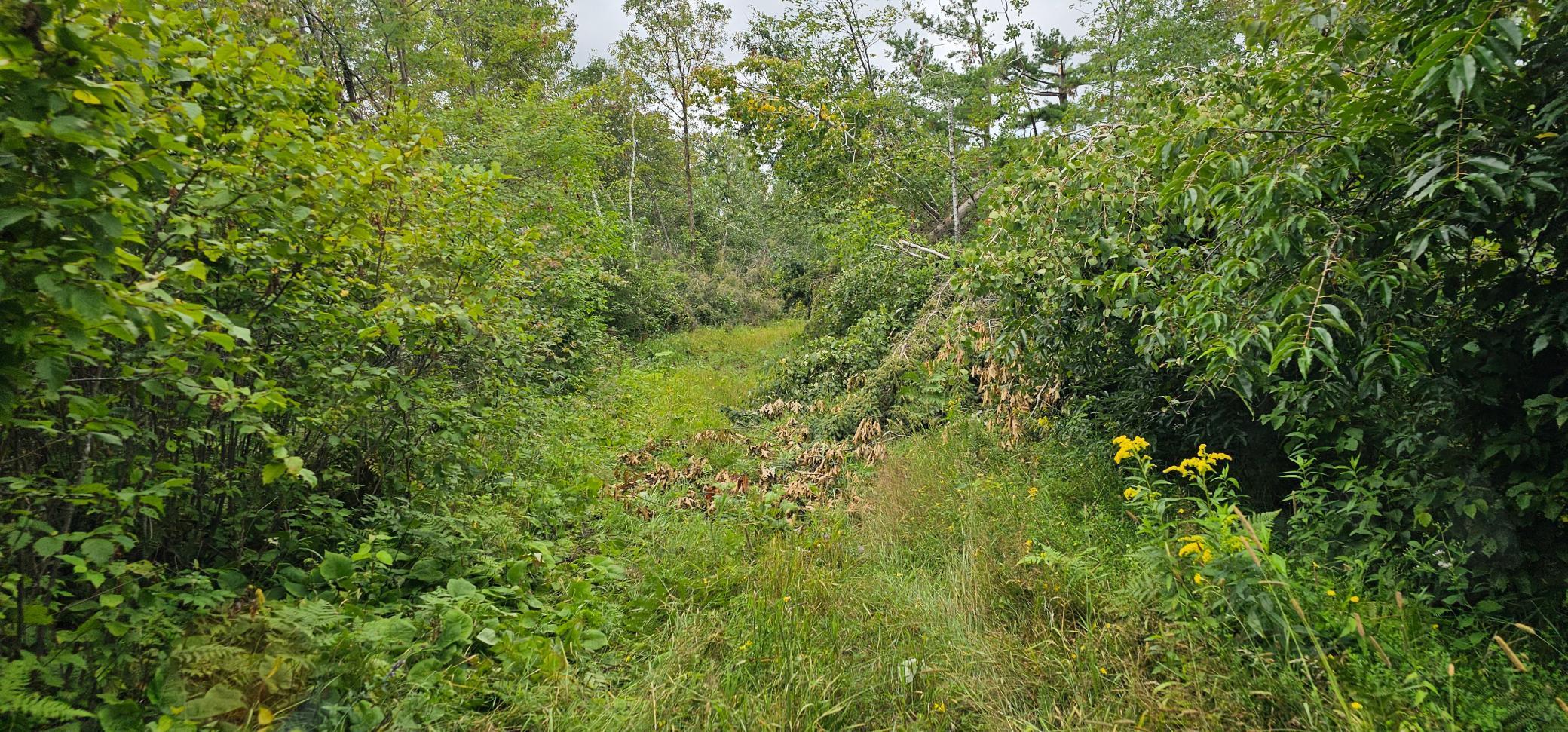 Tbd Sunnyside Road Southeast Bemidji, MN 56601 - Photo 6 of 6