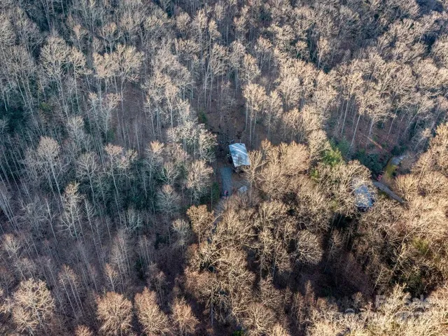 a view of a tree in a yard