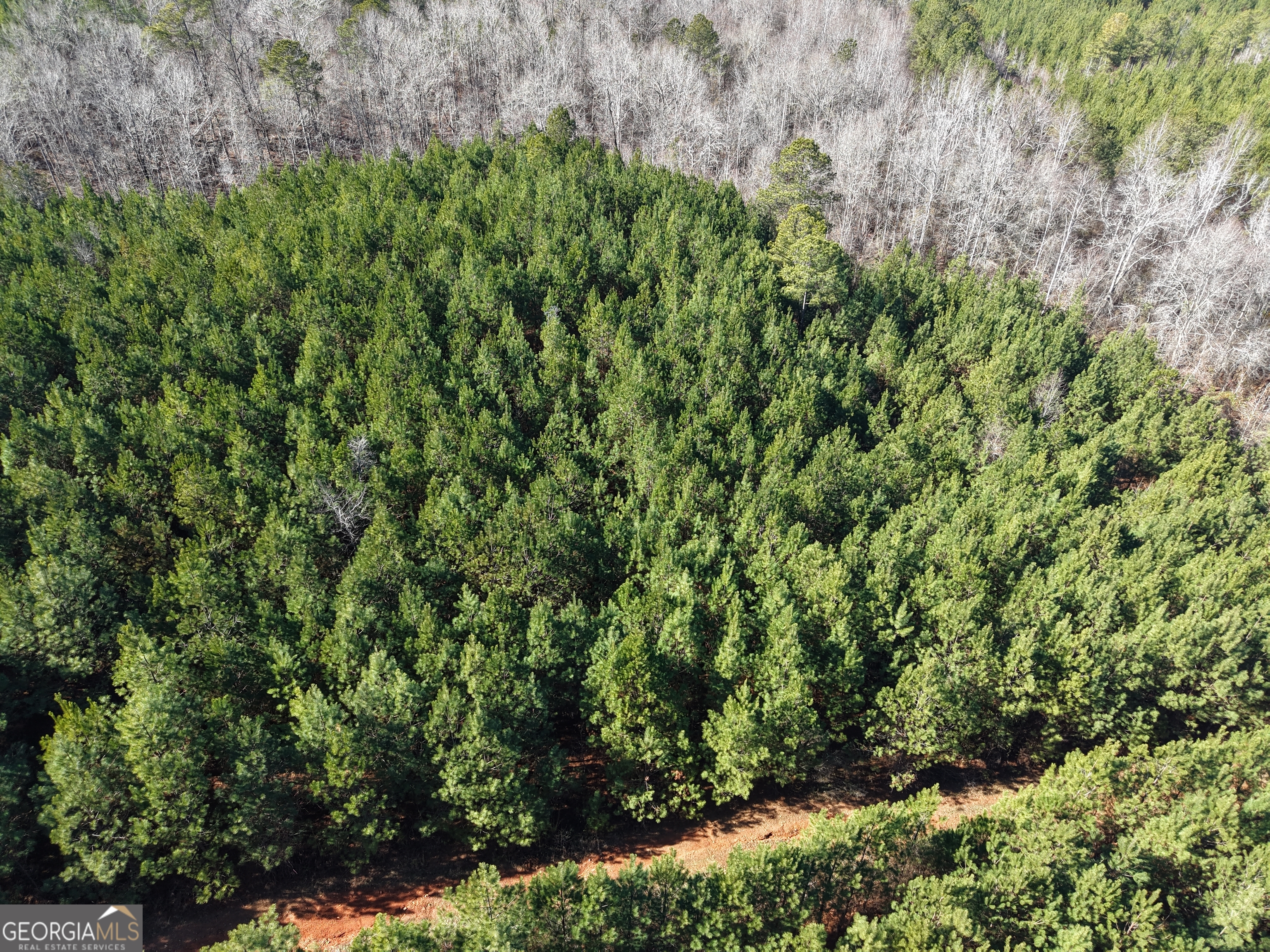 40-acres Pobiddy Road Thomaston, GA 30286 - Photo 14 of 24 a view of a lush green forest