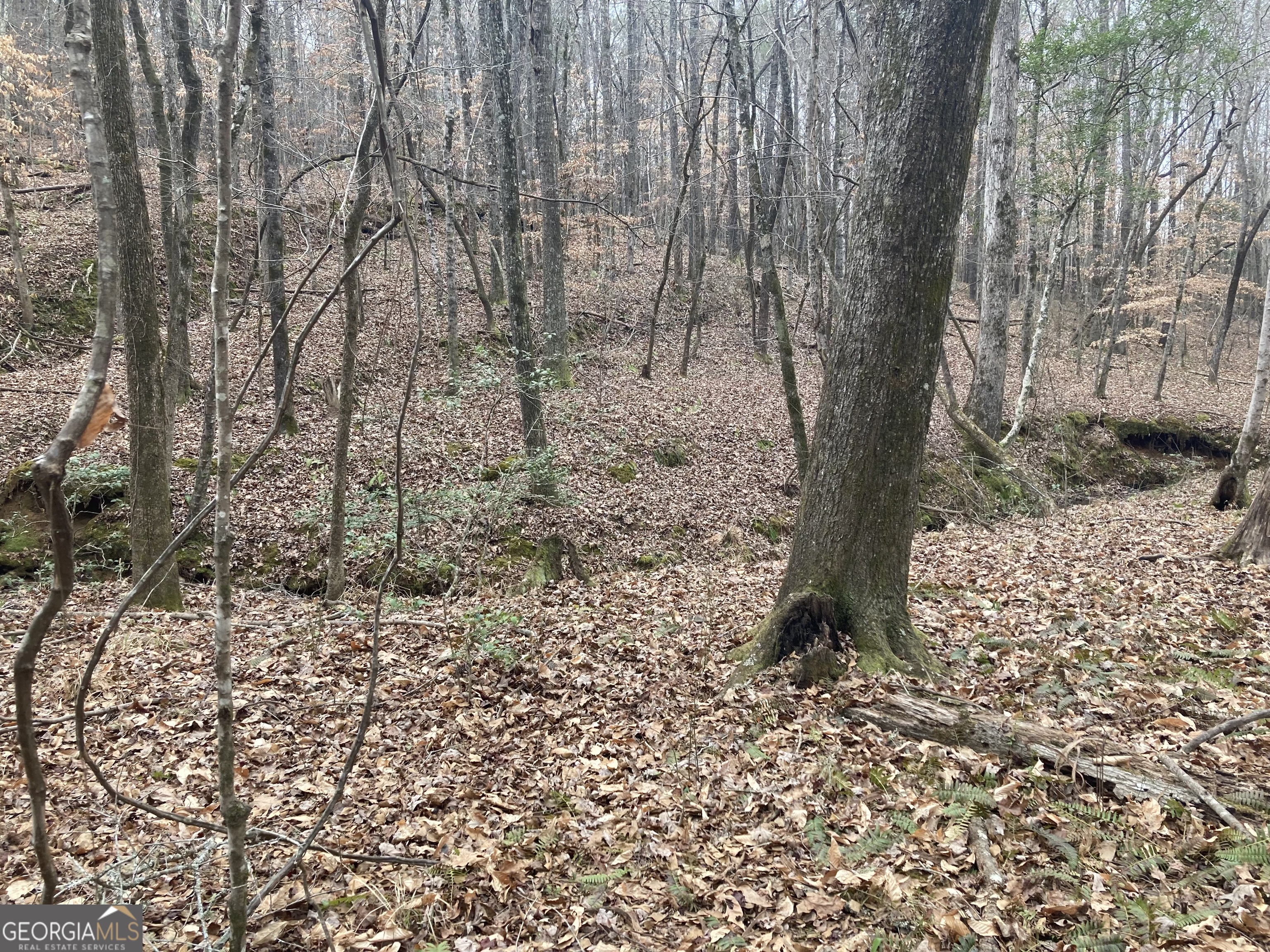 40-acres Pobiddy Road Thomaston, GA 30286 - Photo 23 of 24 a large tree in the middle of the forest