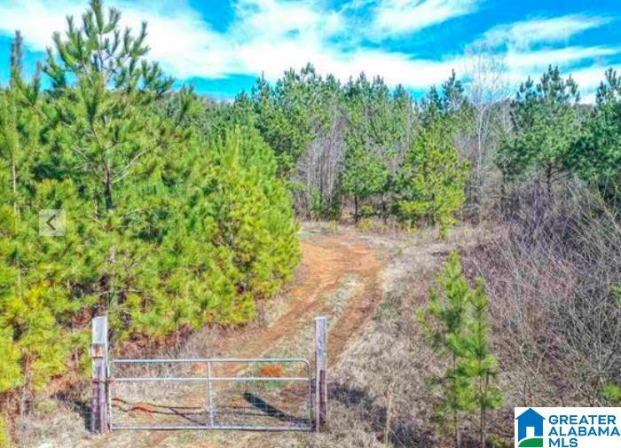 0 Highway 174 Springville, AL 35146 - Photo 1 of 5