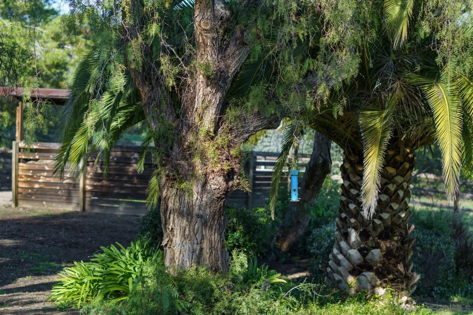 6531 Lago Lindo Rancho Santa Fe, CA 92067 - Photo 45 of 53 a view of a yard with plants and trees