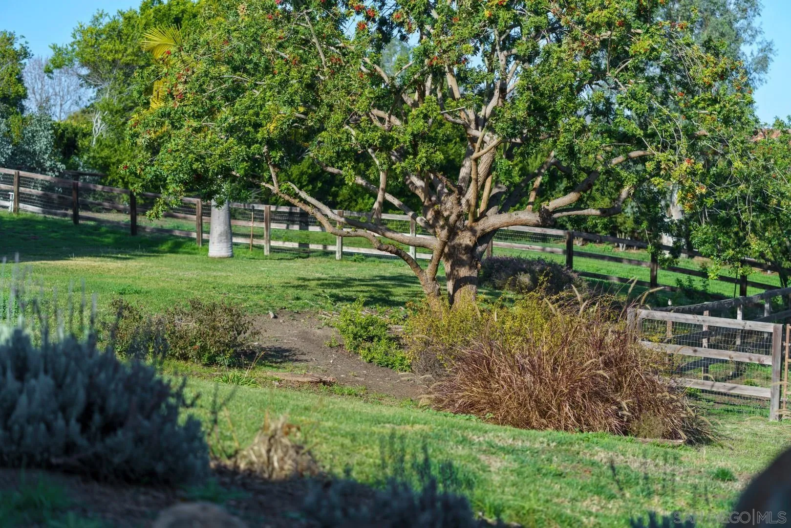 6531 Lago Lindo Rancho Santa Fe, CA 92067 - Photo 50 of 53 a view of a big yard with plants and large trees