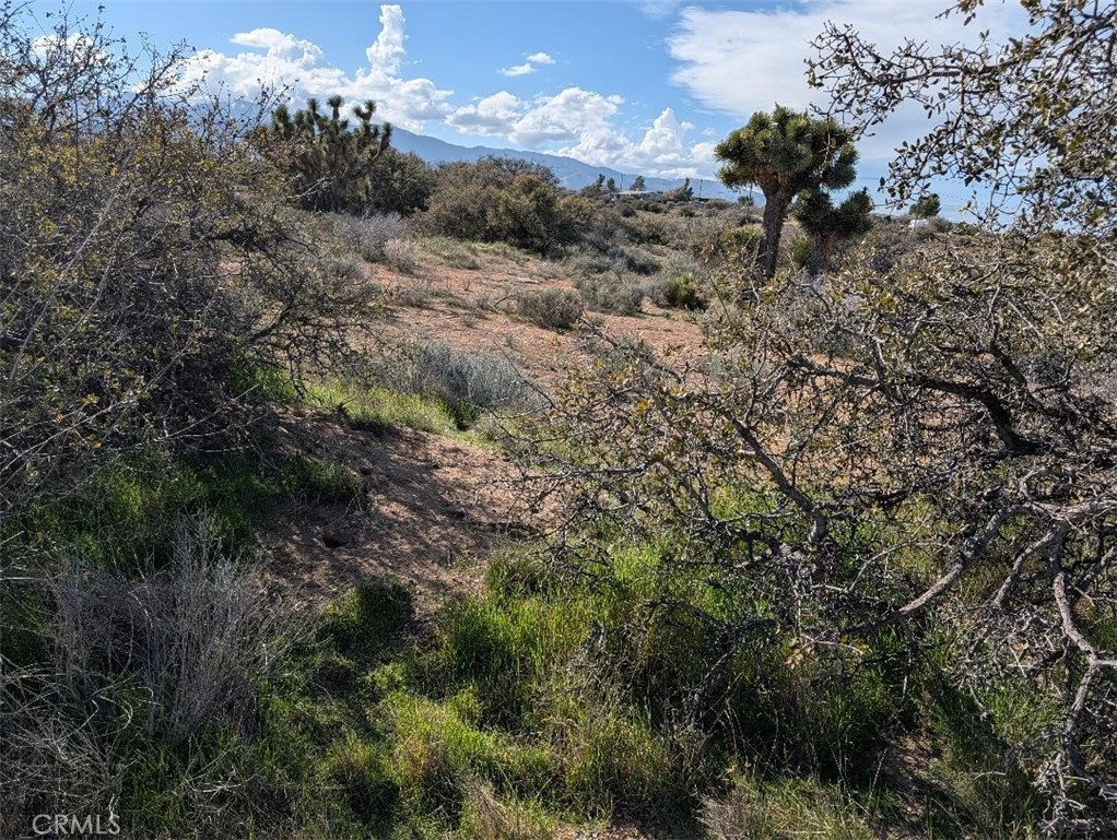 21 Atsina Road Phelan, CA 92371 - Photo 10 of 11 a view of a tree in a field