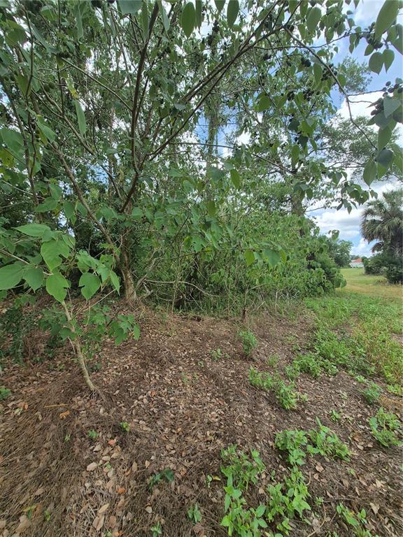 8748 Northeast Jacksonville Road Anthony, FL 32617 - Photo 5 of 9 a view of a yard with a tree