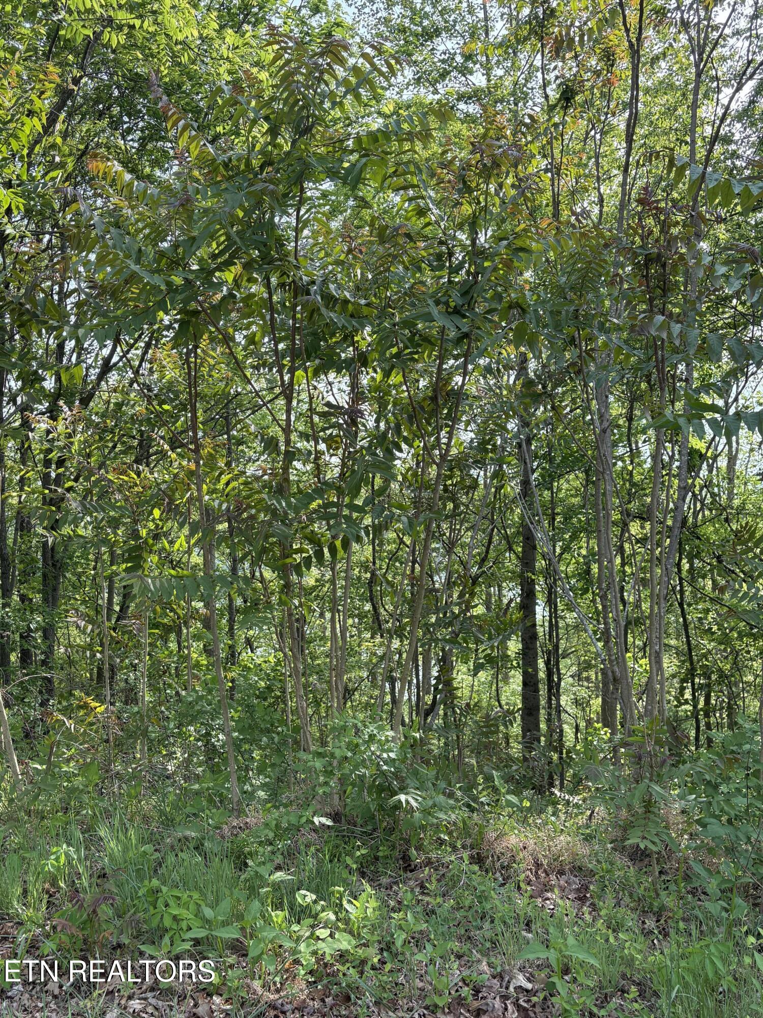 Lot 168 Saddle Ridge Drive Speedwell, TN 37870 - Photo 3 of 15 IMG_8689