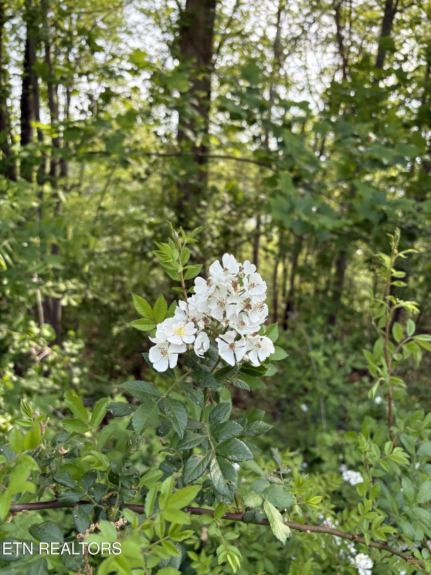 Lot 168 Saddle Ridge Drive Speedwell, TN 37870 - Photo 5 of 15 IMG_8685