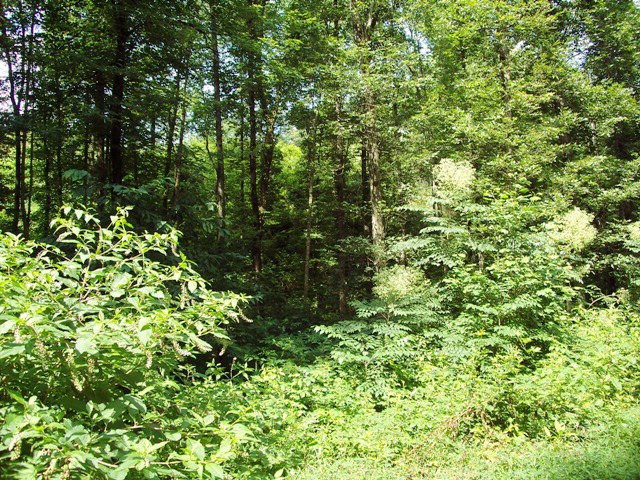 Lot #7 Chestnut Flts Road Andrews, NC 28901 - Photo 5 of 6