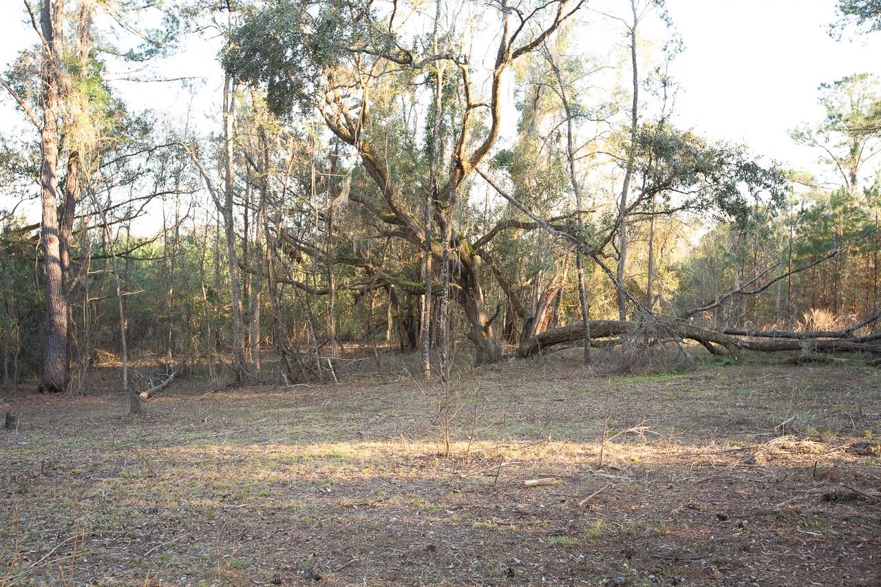 3908 North Salt Road Monticello, FL 32344 - Photo 8 of 42 Gallery Image 8