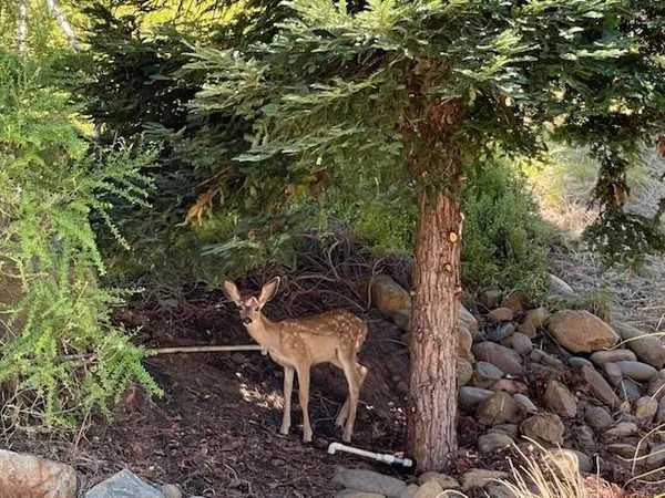 $555,000 | 2520 Snow Lane, Redding, CA 96003