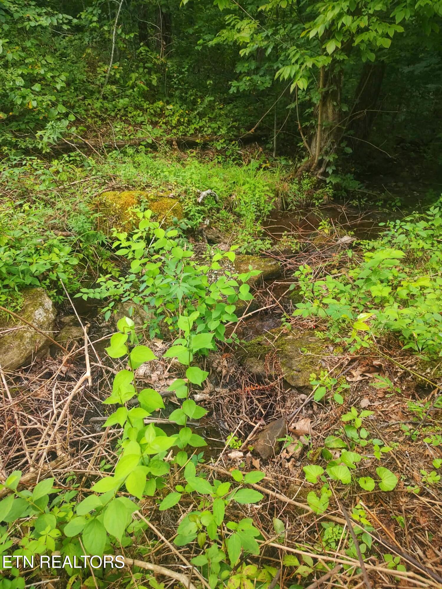 18.5-acres Raccoon Ridge Road Spring City, TN 37381 - Photo 35 of 37 1000021532