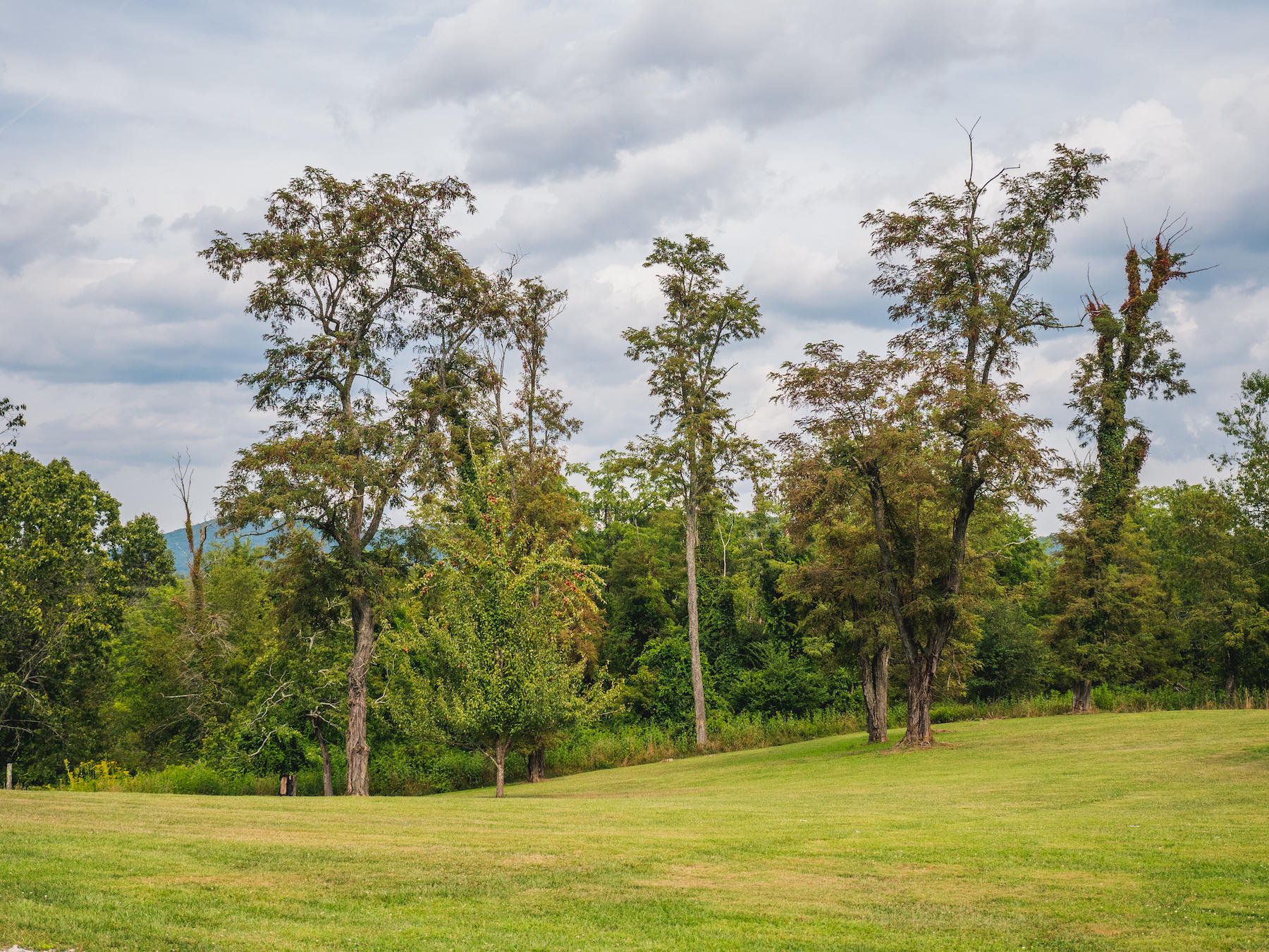 1124 Union Valley Road Riner, VA 24149 - Photo 54 of 67 a view of a swimming pool and trees in the background